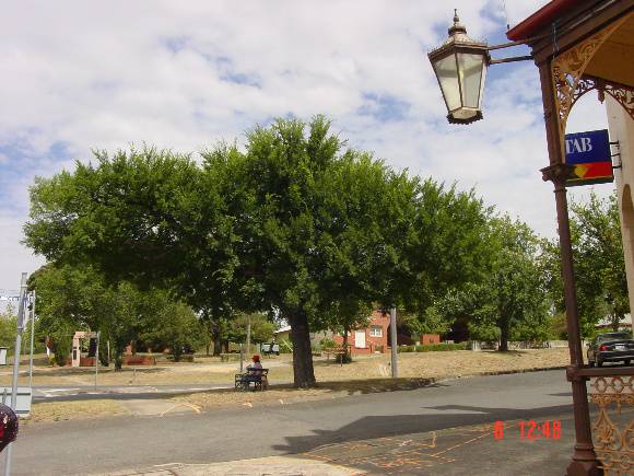 T11440 Ulmus parvifolia