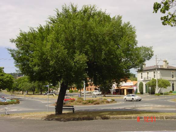T11440 Ulmus parvifolia