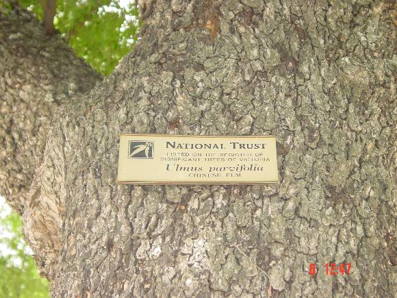 T11440 Ulmus parvifolia