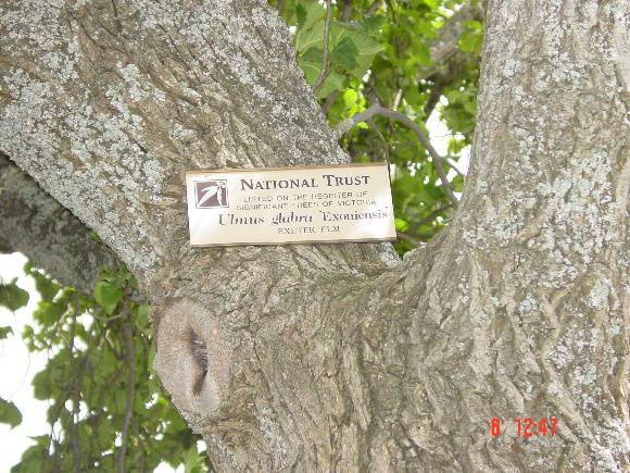 T11441 Ulmus glabra 'Exoniensis'