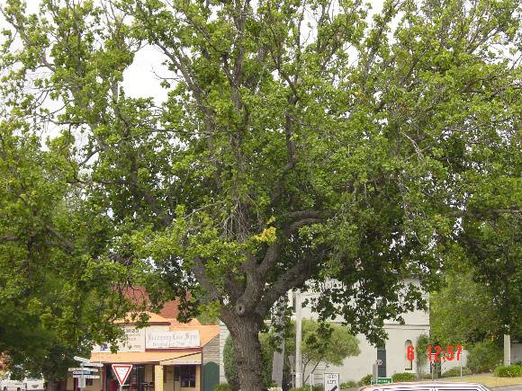 T11441 Ulmus glabra 'Exoniensis'
