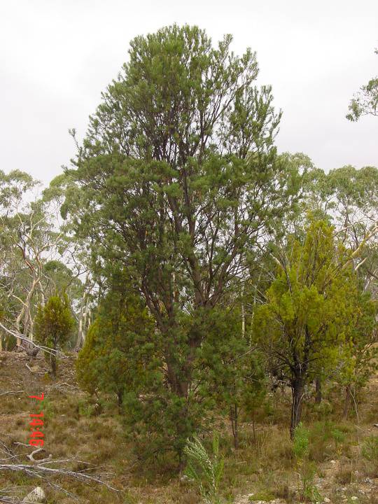 T11519 Banksia marginata Silver Banksia Creswick