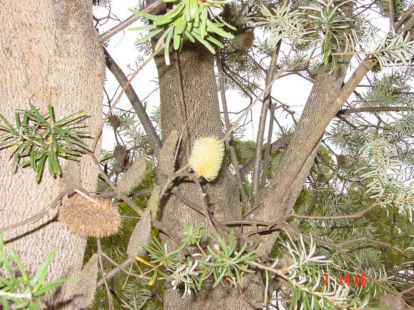 T11519 Banksia marginata Silver Banksia Creswick