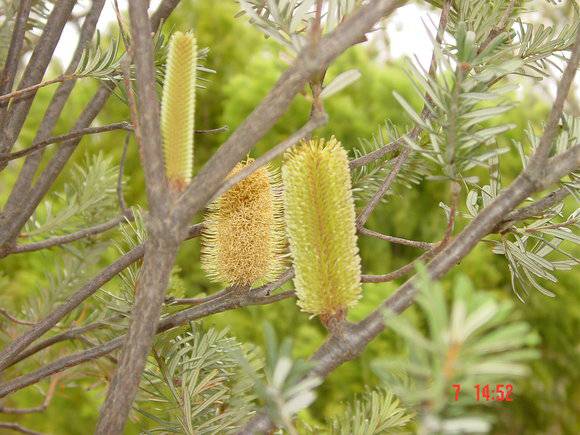 T11519 Banksia marginata Silver Banksia Creswick