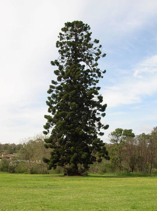 T11739 Araucaria cunninghamii