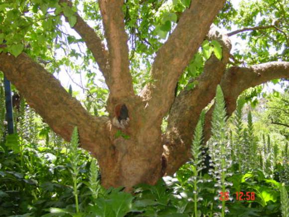 T11063 Morus nigra 