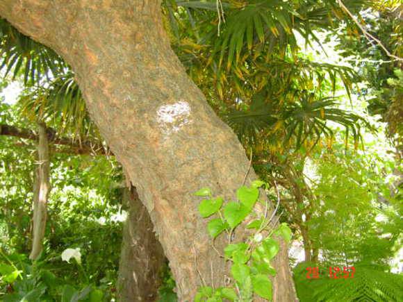 T11063 Morus nigra