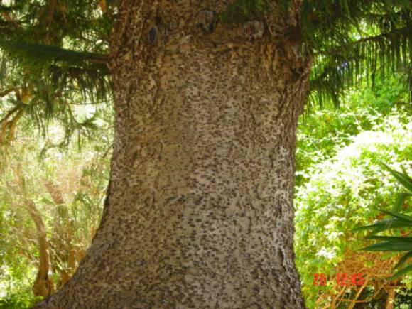 T11064 Araucaria heterophylla