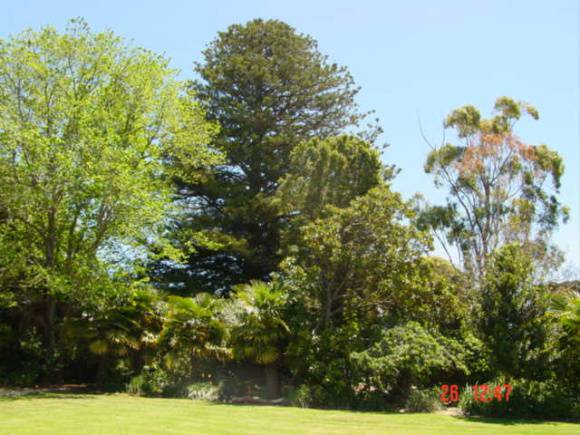 T11064 Araucaria heterophylla