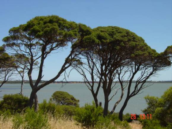 T11065 Melaleuca lanceolata