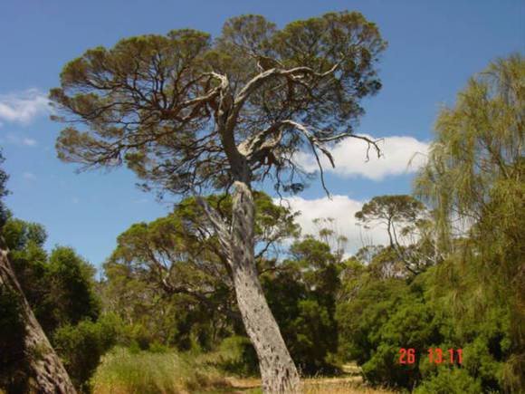 T11065 Melaleuca lanceolata