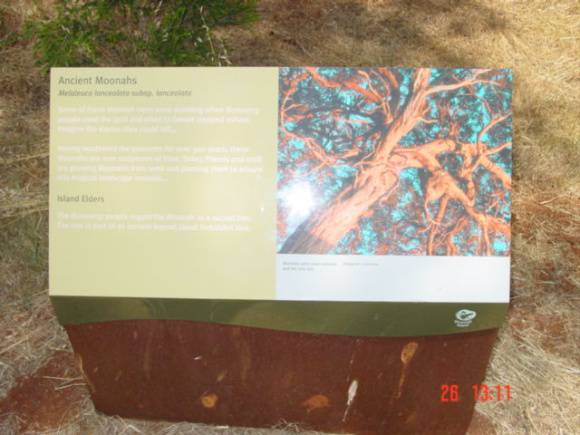 T11065 Melaleuca lanceolata