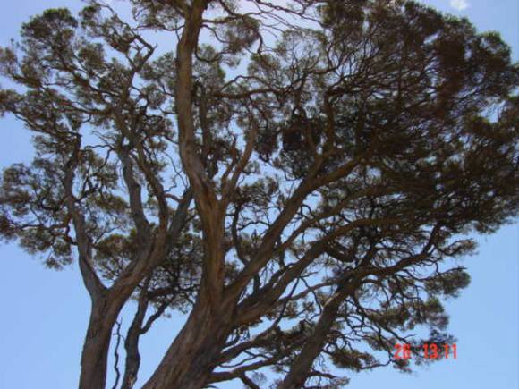 T11065 Melaleuca lanceolata 