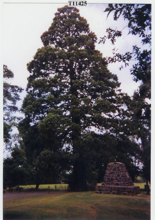 T11425 Sequoiadendron giganteum 