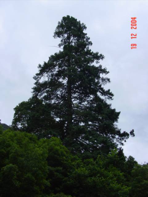 Pseudotsuga menziesii 