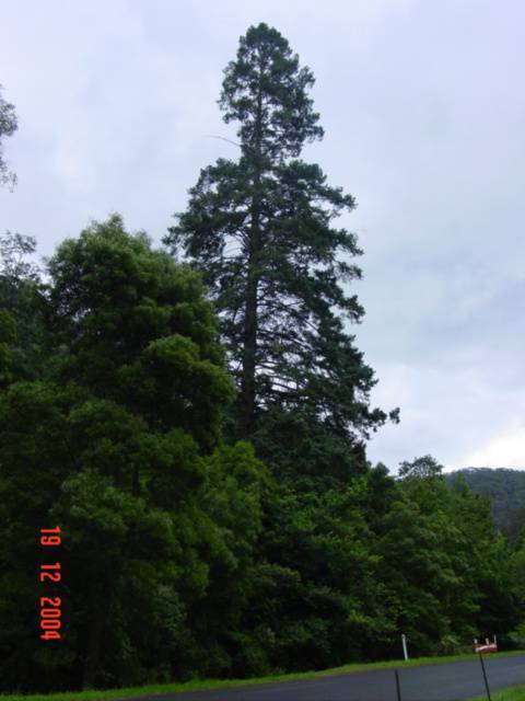Pseudotsuga menziesii 