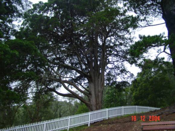 T11982 Cupressus lusitanica var benthamii 