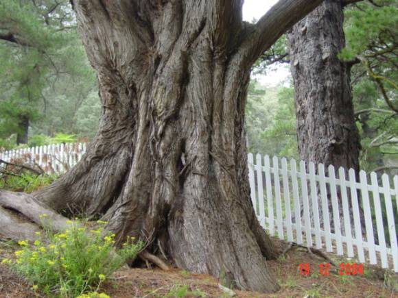 T11982 Cupressus lusitanica var benthamii 