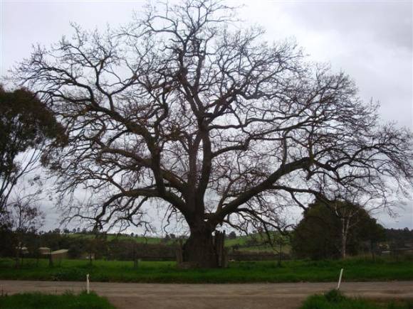 T11558 Quercus suber 