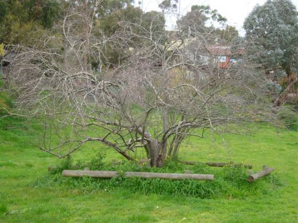 T11534 Malus pumila 