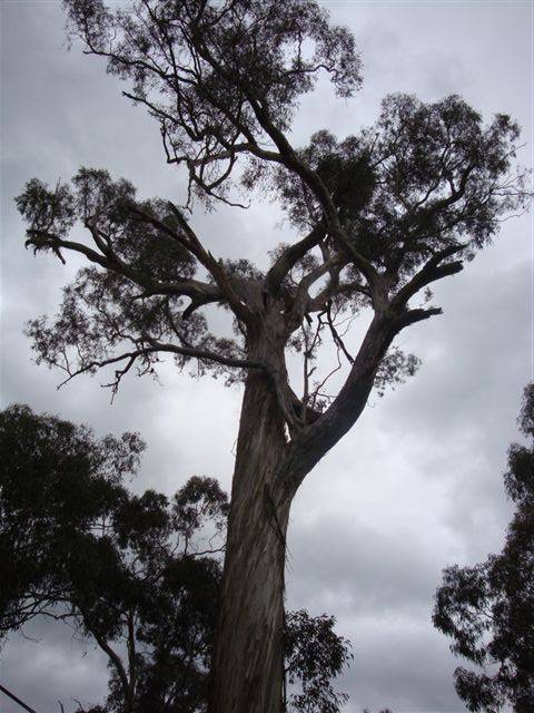 T11559 Eucalyptus melliodora 