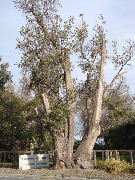 T11109 Banksia integrifolia 