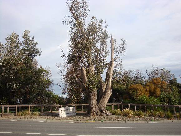 T11109 Banksia integrifolia 