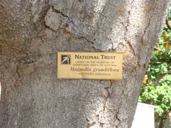 T11415 Magnolia grandifolia plaque.JPG
