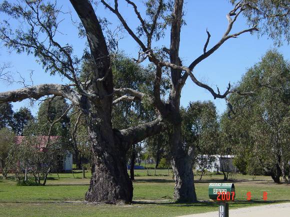 T11365.Eucalyptus camaldulensis