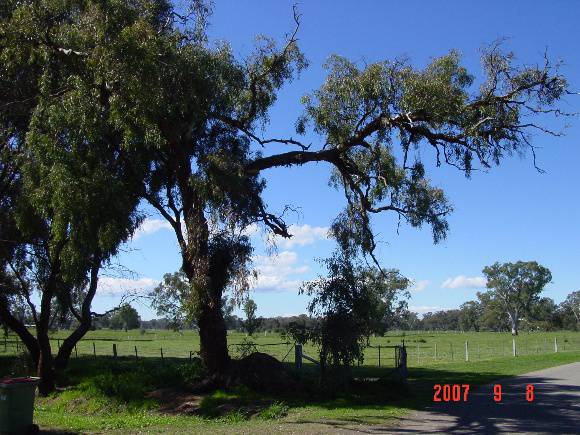 T11366.Eucalyptus  melliodora