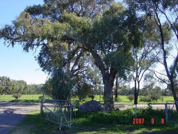 T11366 Eucalyptus  melliodora