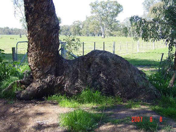 T11366 Eucalyptus  melliodora