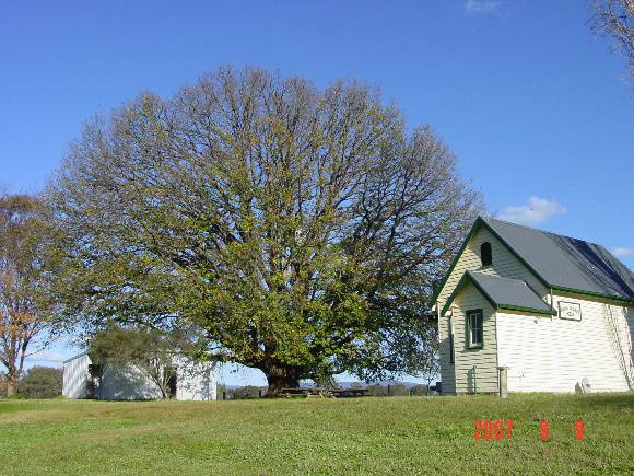 Quercus canariensis 