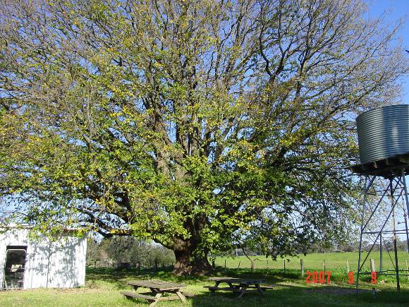 Quercus canariensis 