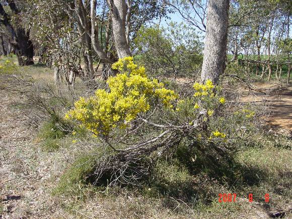 T11369 Acacia decora 