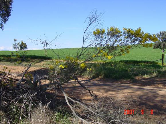 T11369 Acacia decora