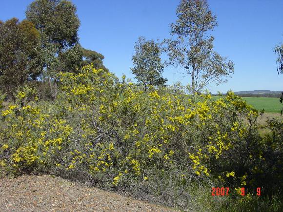 T11370 Acacia decora 