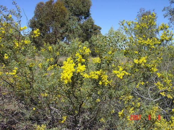 T11370 Acacia decora 