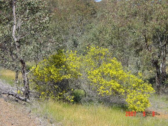 T11370 Acacia decora 