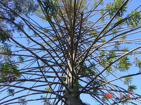 T12108 Araucaria bidwillii - Avenue of Honour