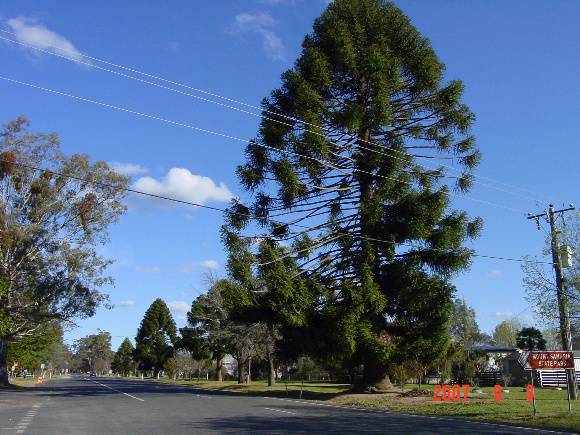 T12108 Araucaria bidwillii - Avenue of Honour