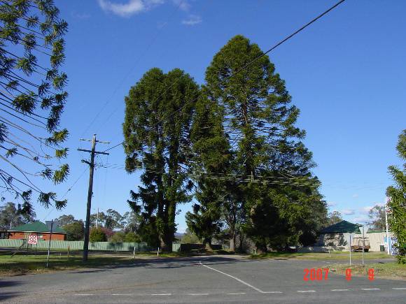 T12108 Araucaria bidwillii - Avenue of Honour