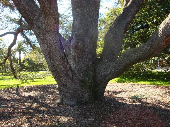 T11442 Cedrus atlantica f. glauca