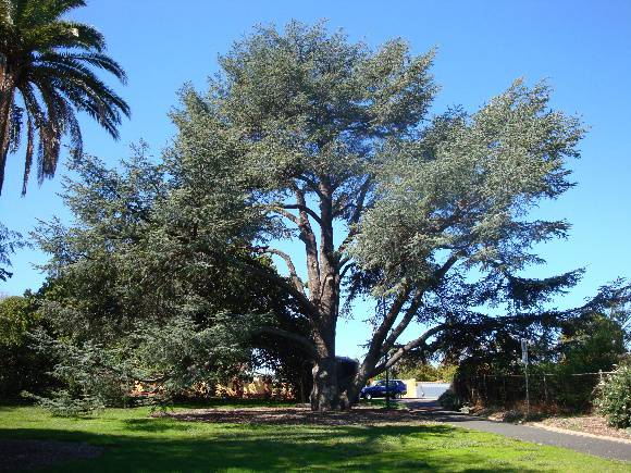 T11442 Cedrus atlantica f. glauca