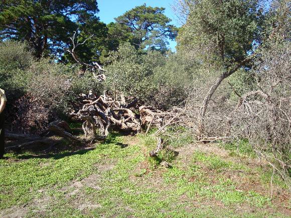 T11443 Leptospermum laevigatum 