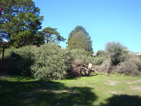 T11443 Leptospermum laevigatum 
