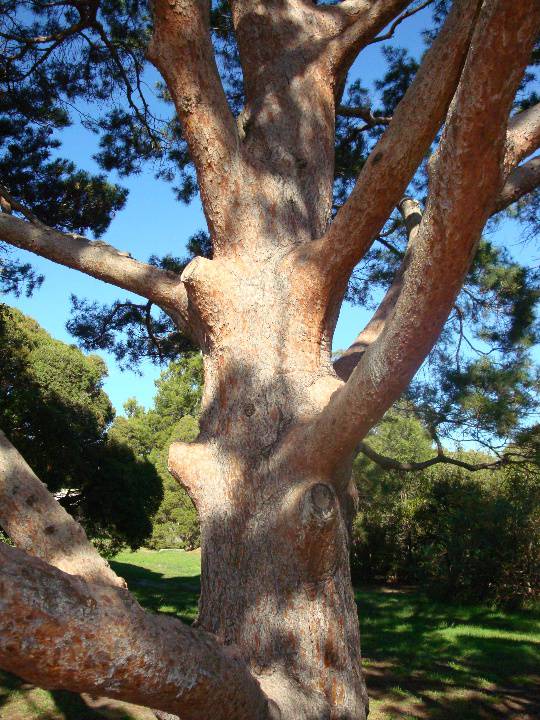 T11444 Pinus sylvestris