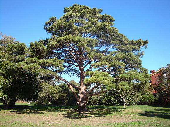 T11444 Pinus sylvestris