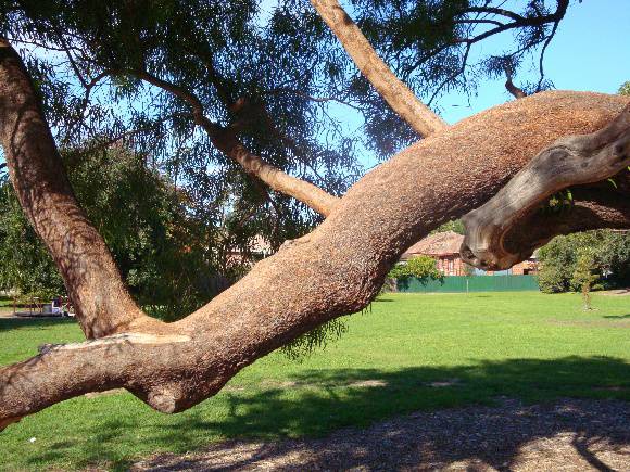 T11446 Rhus aff.viminalis 