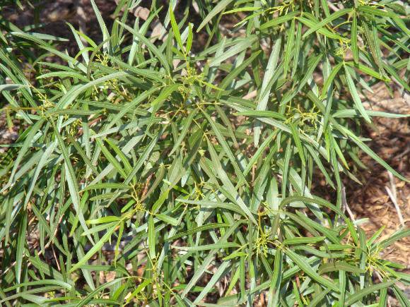 T11446 Rhus aff.viminalis 